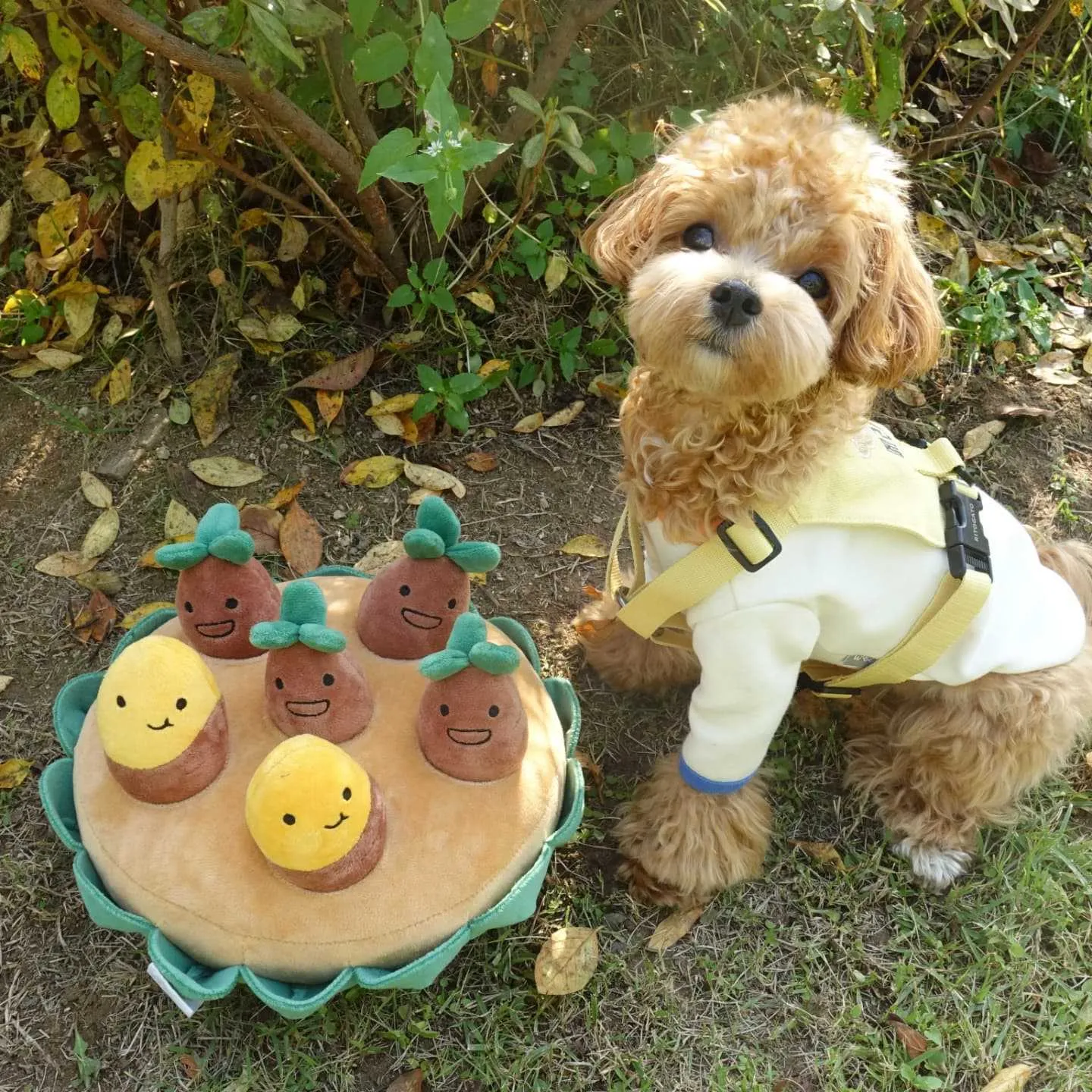 Pawsitively Sweet Potato Dog Toys